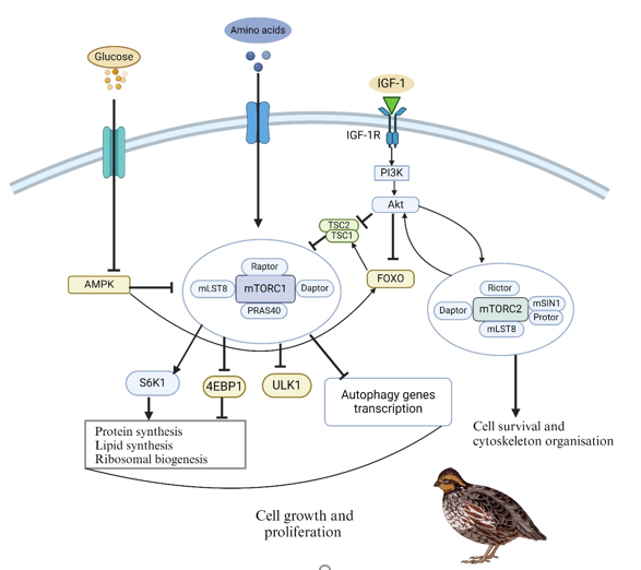 mTOR pathway